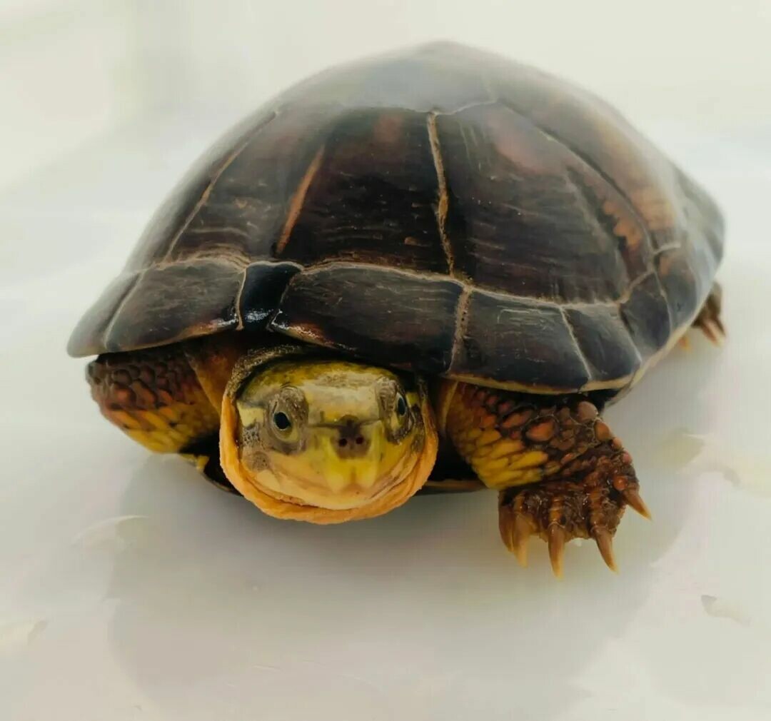 Buying Turtles in Autumn is a “Trap”! 3 Major Risks Novices Must Know to Avoid the “Spring Cold Snap” Calamity!