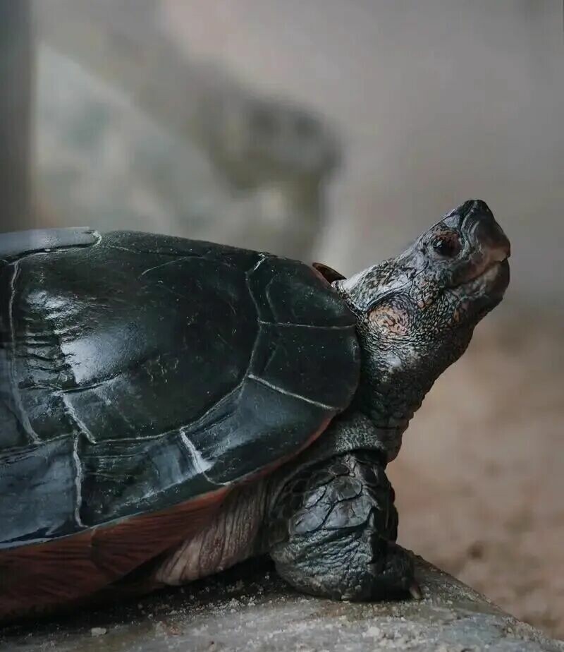 Buying Turtles in Autumn is a “Trap”! 3 Major Risks Novices Must Know to Avoid the “Spring Cold Snap” Calamity!