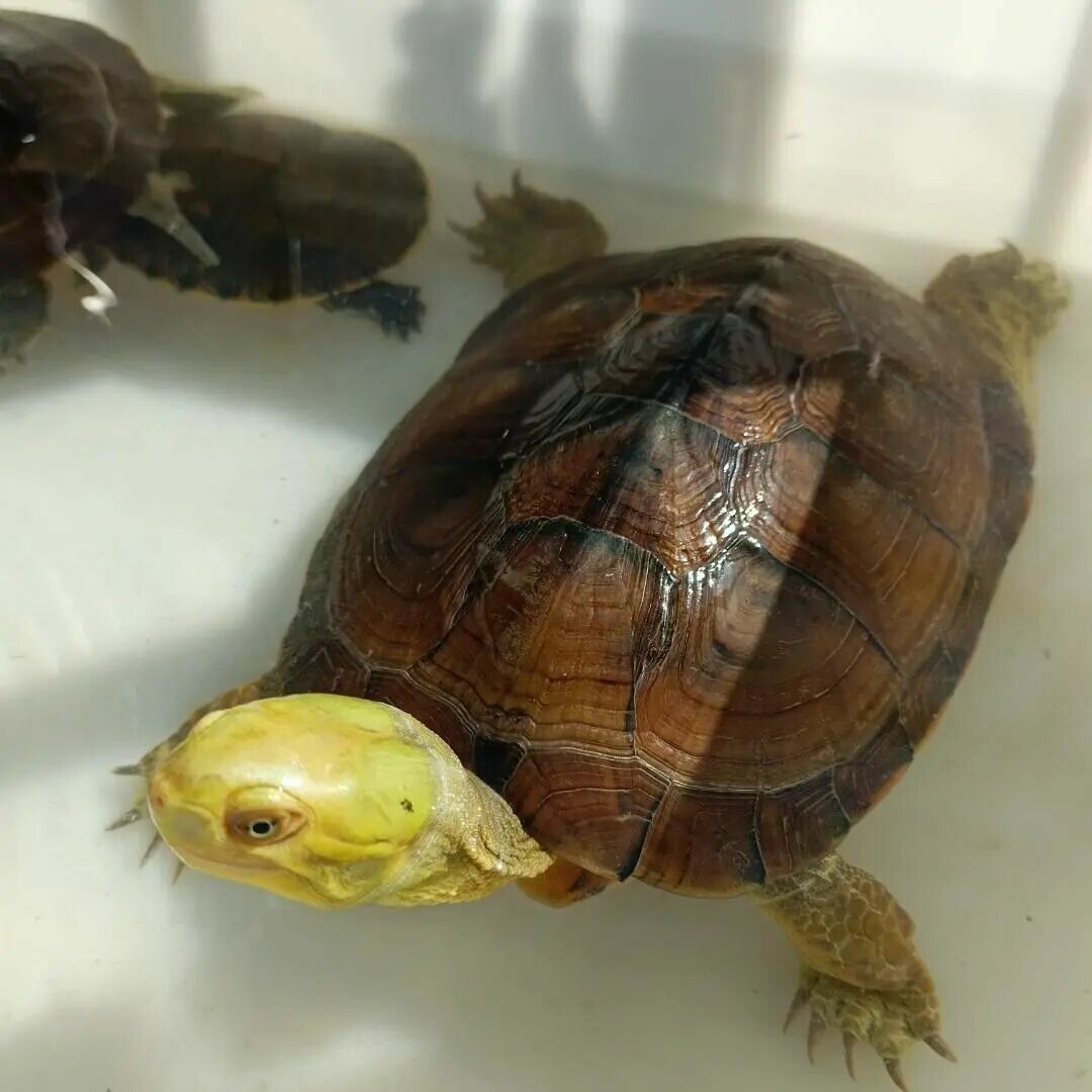 Buying Turtles in Autumn is a “Trap”! 3 Major Risks Novices Must Know to Avoid the “Spring Cold Snap” Calamity!
