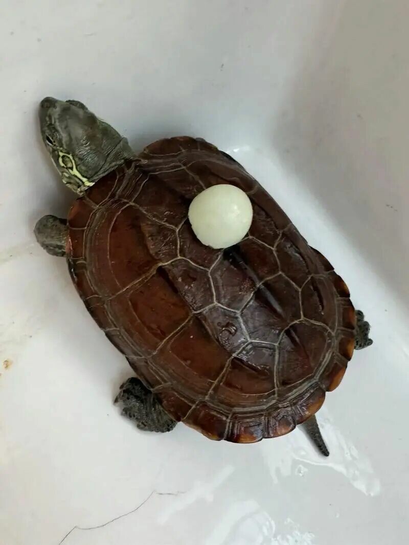 Buying Turtles in Autumn is a “Trap”! 3 Major Risks Novices Must Know to Avoid the “Spring Cold Snap” Calamity!