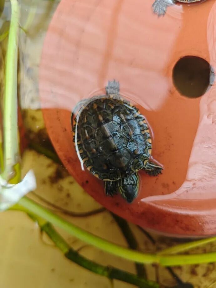 The "Four Lesses" of Turtle Keeping: The Ultimate Secret for Lazy People to Raise Long-Lived Turtles!