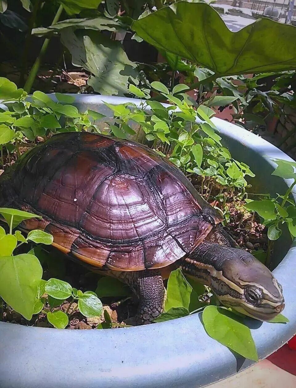 The "Four Lesses" of Turtle Keeping: The Ultimate Secret for Lazy People to Raise Long-Lived Turtles!