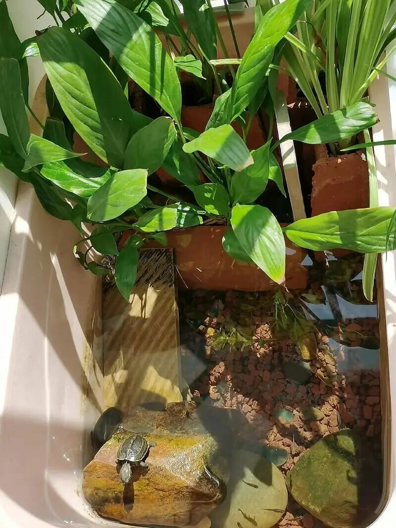 The "Four Lesses" of Turtle Keeping: The Ultimate Secret for Lazy People to Raise Long-Lived Turtles!