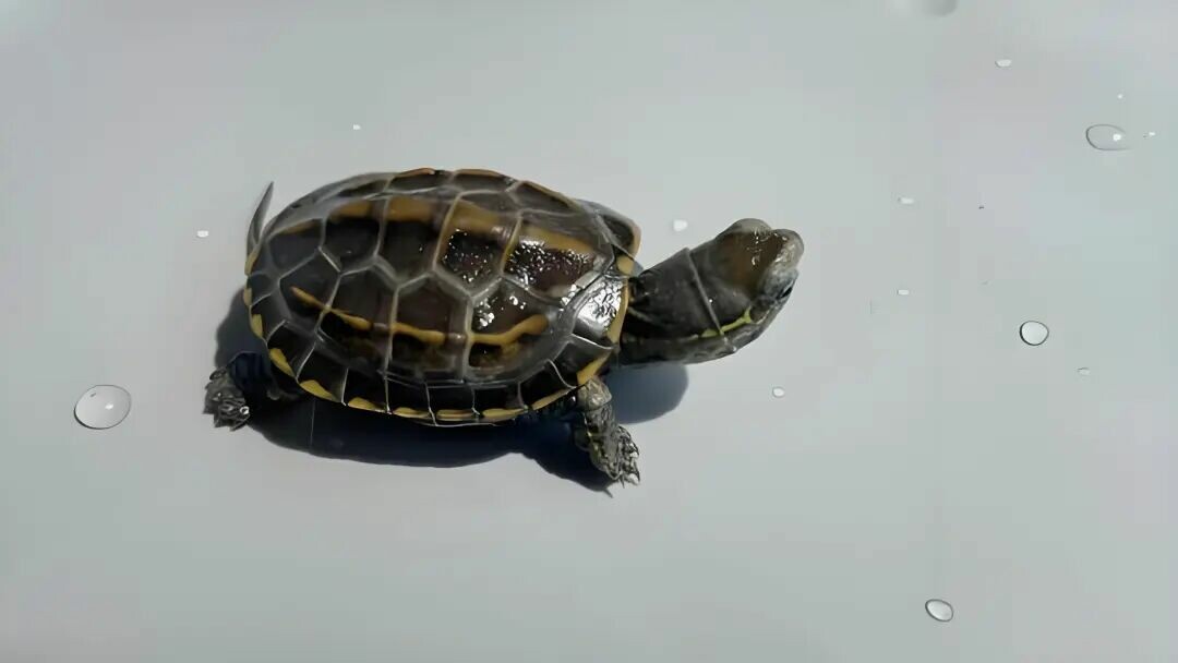 Turtles Not Surviving a Year? Master These 5 Key Tips to Help Your Turtle Live a Long and Easy Life!