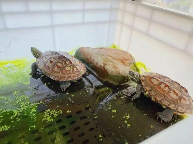 Turtles Not Surviving a Year? Master These 5 Key Tips to Help Your Turtle Live a Long and Easy Life!