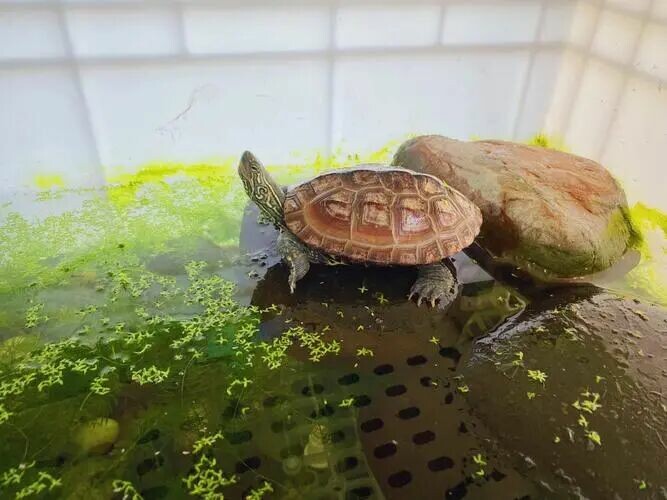 Turtles Not Surviving a Year? Master These 5 Key Tips to Help Your Turtle Live a Long and Easy Life!