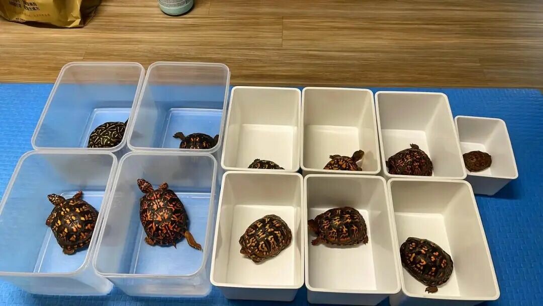 养龟大佬有多专业?5 种养龟模式,让你见识真正的“养龟事业”