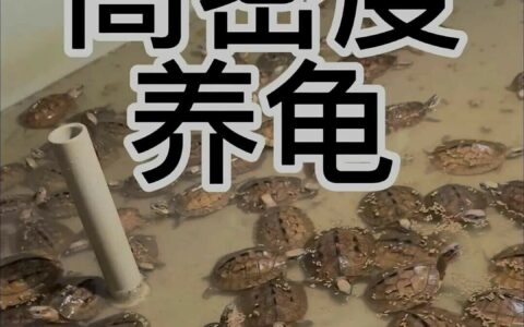 养龟大佬有多专业？5 种养龟模式，让你见识真正的“养龟事业”