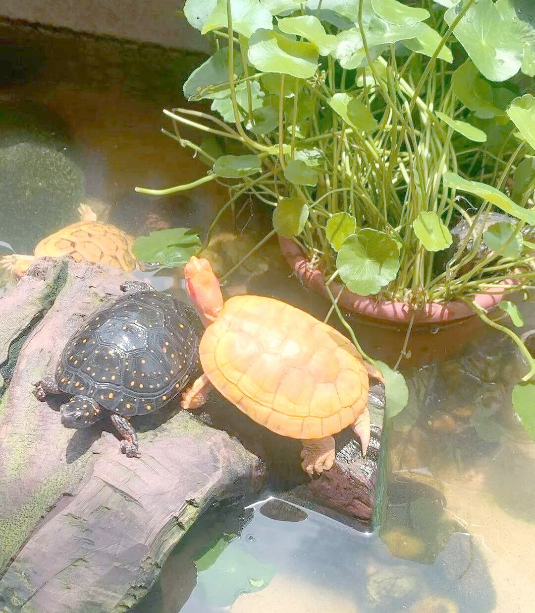 秋のカメ購入で失敗しない!突然死を防ぐ 3 つの落とし穴と安全ガイド(カメ仲間必見)