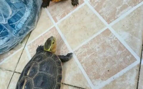 Turtle Owner Recognition Level Quick Test: How Deeply Does Your Little Turtle Love You?