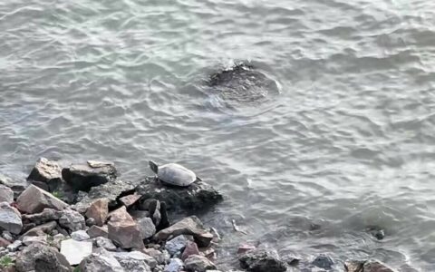 草龟水位放多少？颠覆认知：它是深水龟，20-40cm 才科学