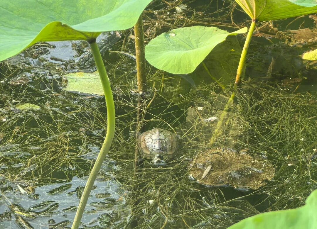 草龟水位放多少？颠覆认知：它是深水龟，20-40cm 才科学