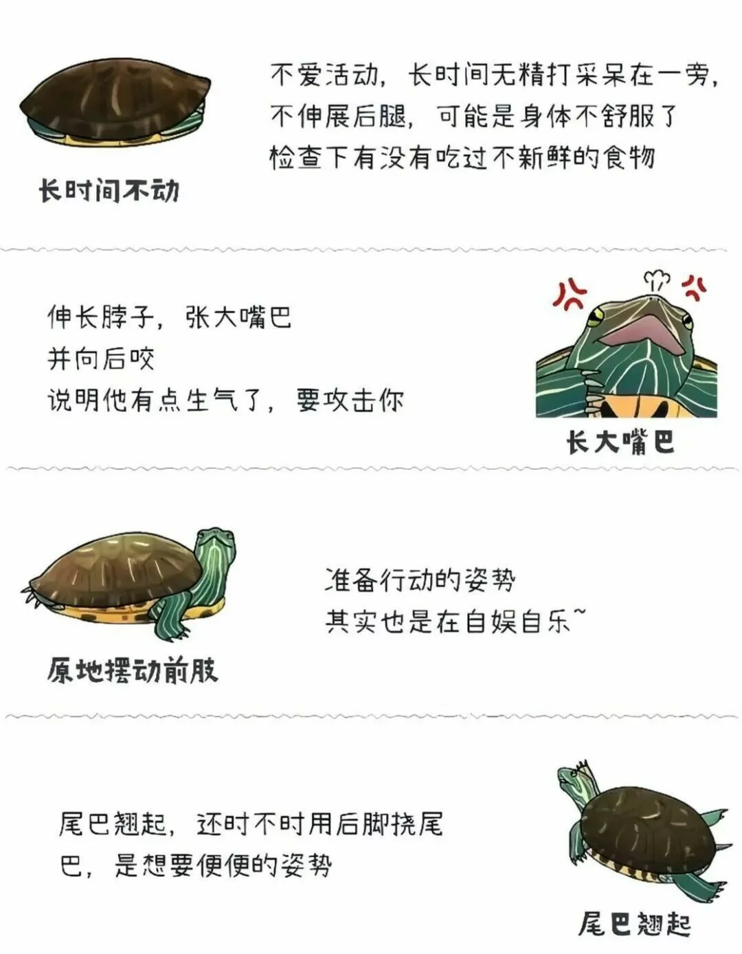 乌龟是冷血动物就无情？科学证实它们情感丰富，还会认主！