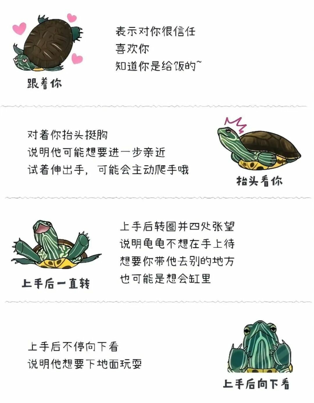 乌龟是冷血动物就无情？科学证实它们情感丰富，还会认主！