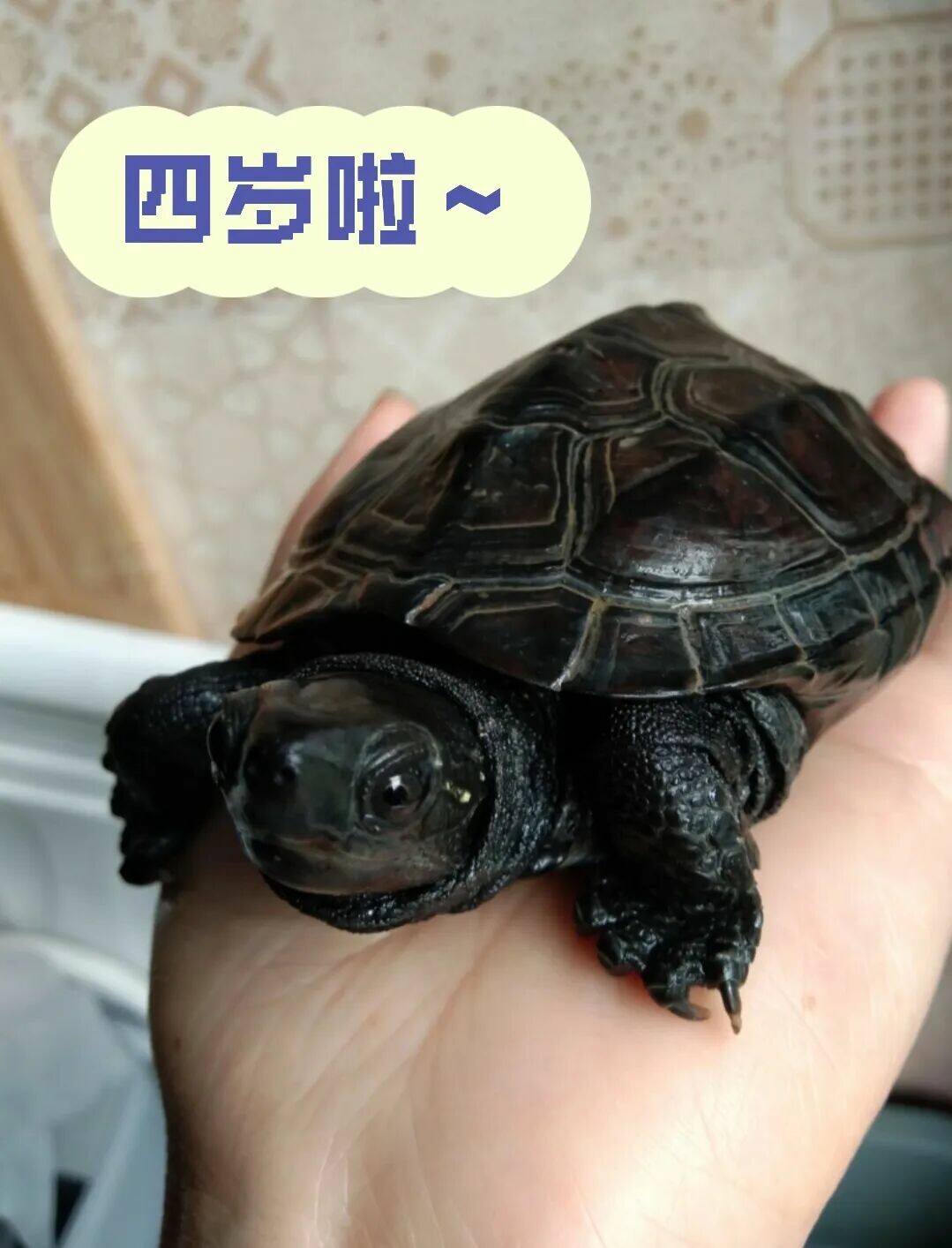 中华草龟墨化全攻略:3 步实操,养出霸气墨玉将军!