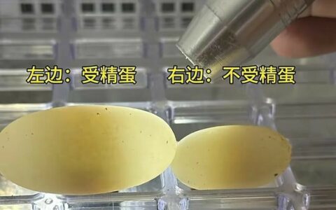 乌龟蛋孵化难吗？新手 3 步搞定，一次成功孵出小乌龟！