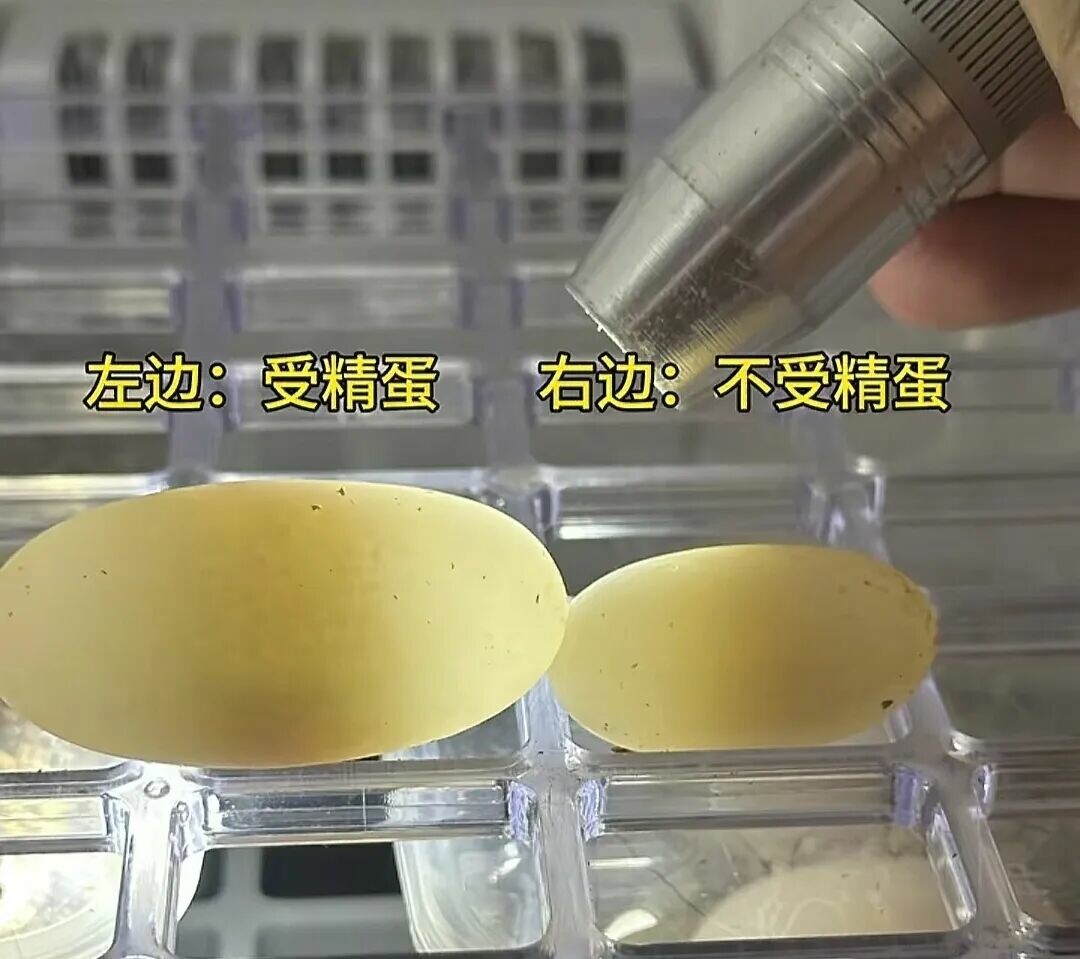 乌龟蛋孵化难吗？新手 3 步搞定，一次成功孵出小乌龟！