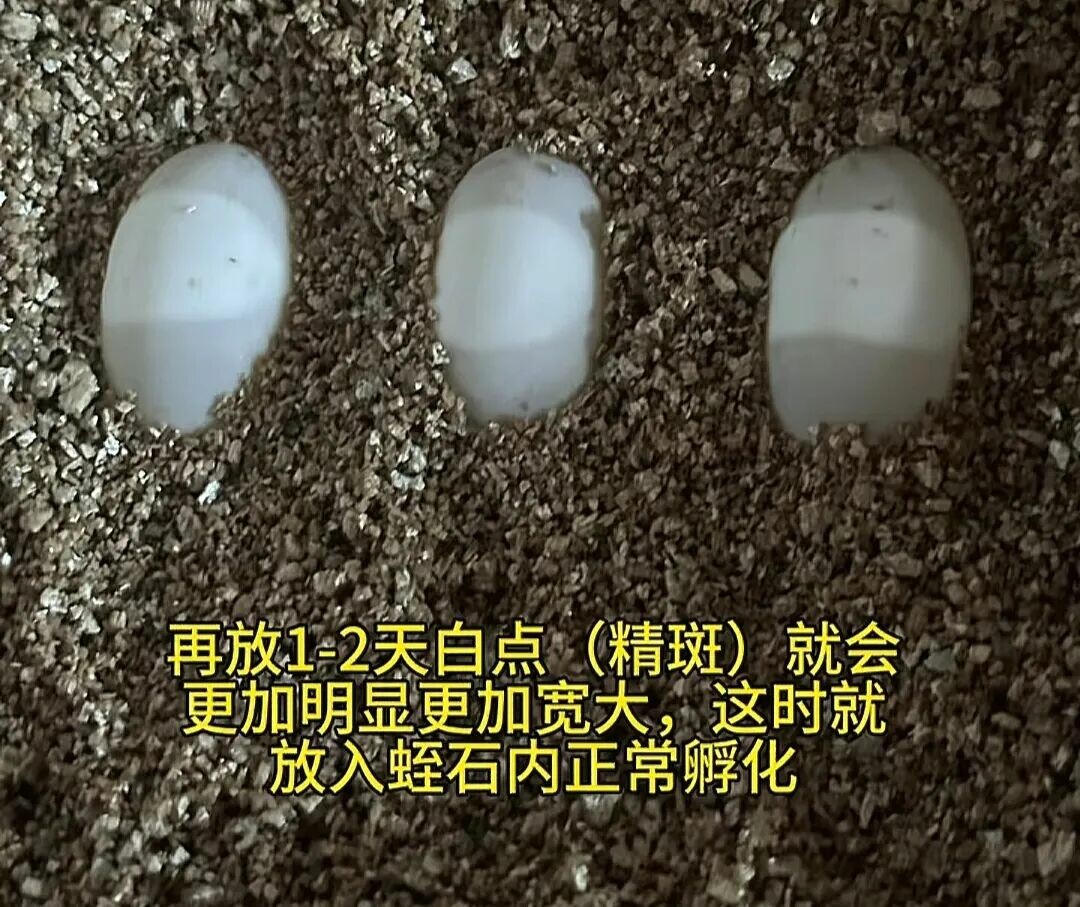 乌龟蛋孵化难吗？新手 3 步搞定，一次成功孵出小乌龟！