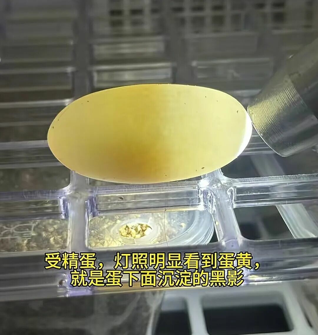 乌龟蛋孵化难吗？新手 3 步搞定，一次成功孵出小乌龟！