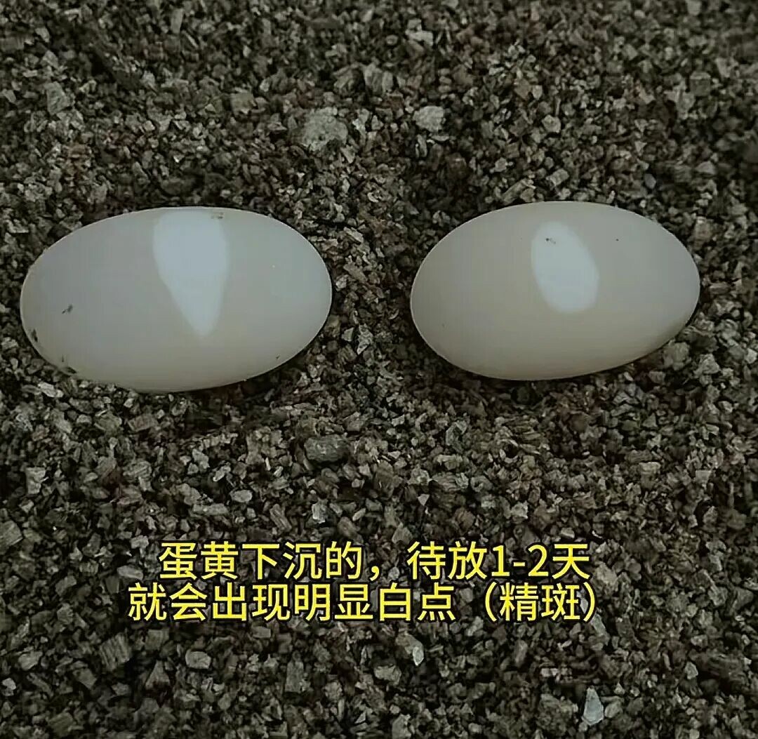 乌龟蛋孵化难吗？新手 3 步搞定，一次成功孵出小乌龟！