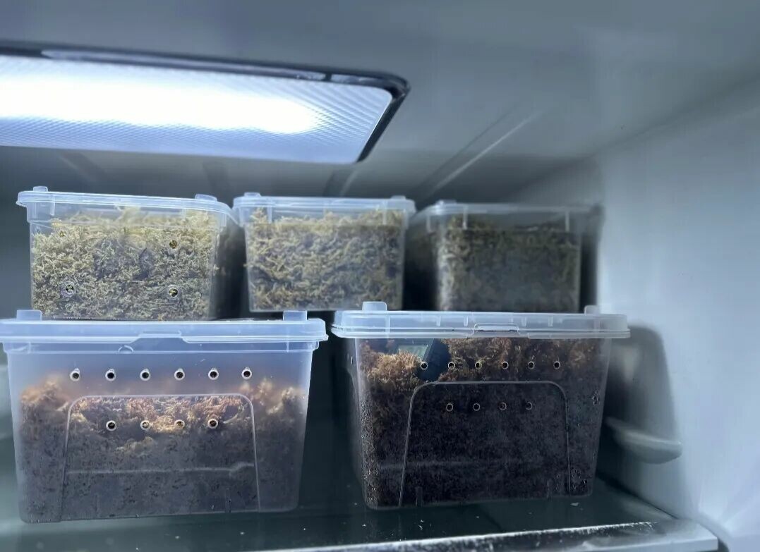 乌龟冬天怎么过冬？冬眠正确方法与 8 大注意事项