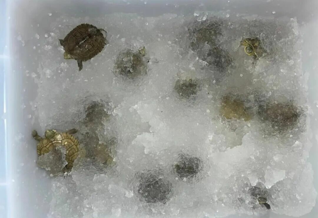 乌龟冬天怎么过冬?冬眠正确方法与 8 大注意事项
