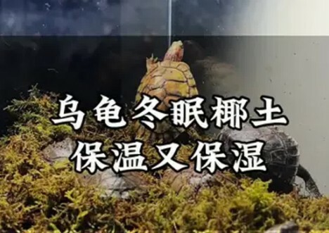 乌龟冬眠时间表：全国各地区几月到几月冬眠？