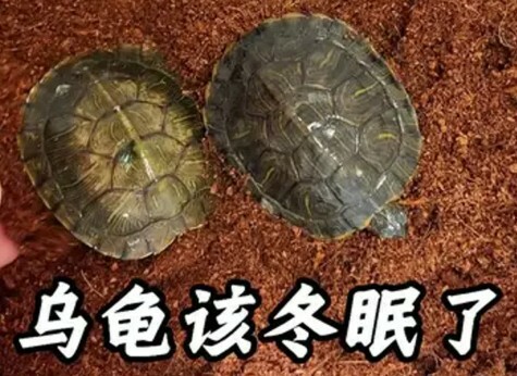 カメの冬眠時期一覧：中国各地域では何月から何月まで冬眠するのか？