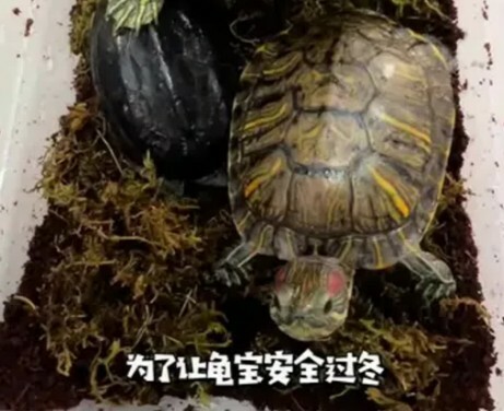 カメの冬眠時期一覧：中国各地域では何月から何月まで冬眠するのか？