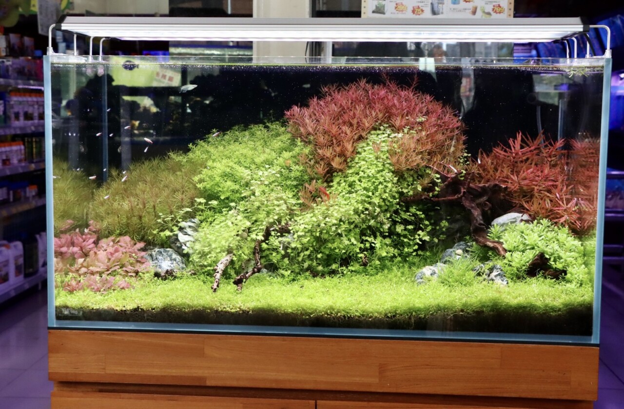 DIY Guide to Cycling Your Fish Tank! Filter Media Selection and Nitrifying Bacteria Cultivation All in One Go