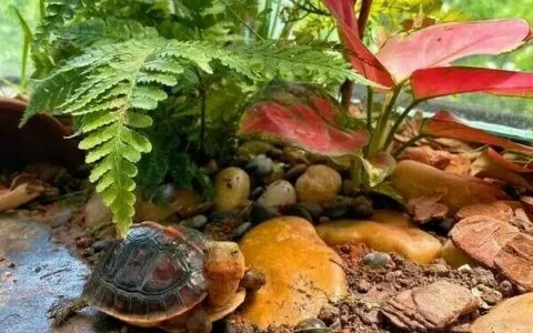 How to Care for a Newly Arrived Turtle? 3 Things You Must Not Do: A Beginner’s Guide to Avoiding Pitfalls