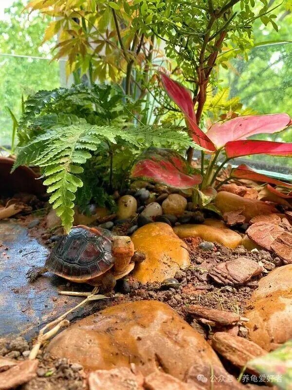 How to Care for a Newly Arrived Turtle? 3 Things You Must Not Do: A Beginner's Guide to Avoiding Pitfalls