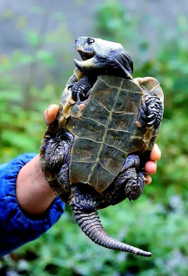 How Do Turtles Overwinter in a Heated Home? Gut Clearing, Feeding, Temperature—A Must-Read Safety Guide!