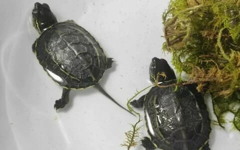 家中有暖气乌龟如何过冬？清肠喂食温度，安全指南必看！