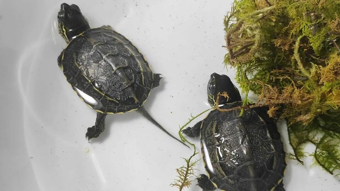 How Do Turtles Overwinter in a Heated Home? Gut Clearing, Feeding, Temperature—A Must-Read Safety Guide!