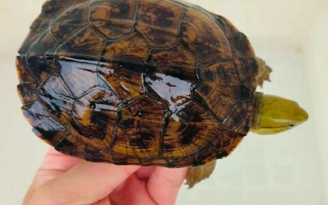 新手养龟选多大？别信越大越好，亚成体才是王道！