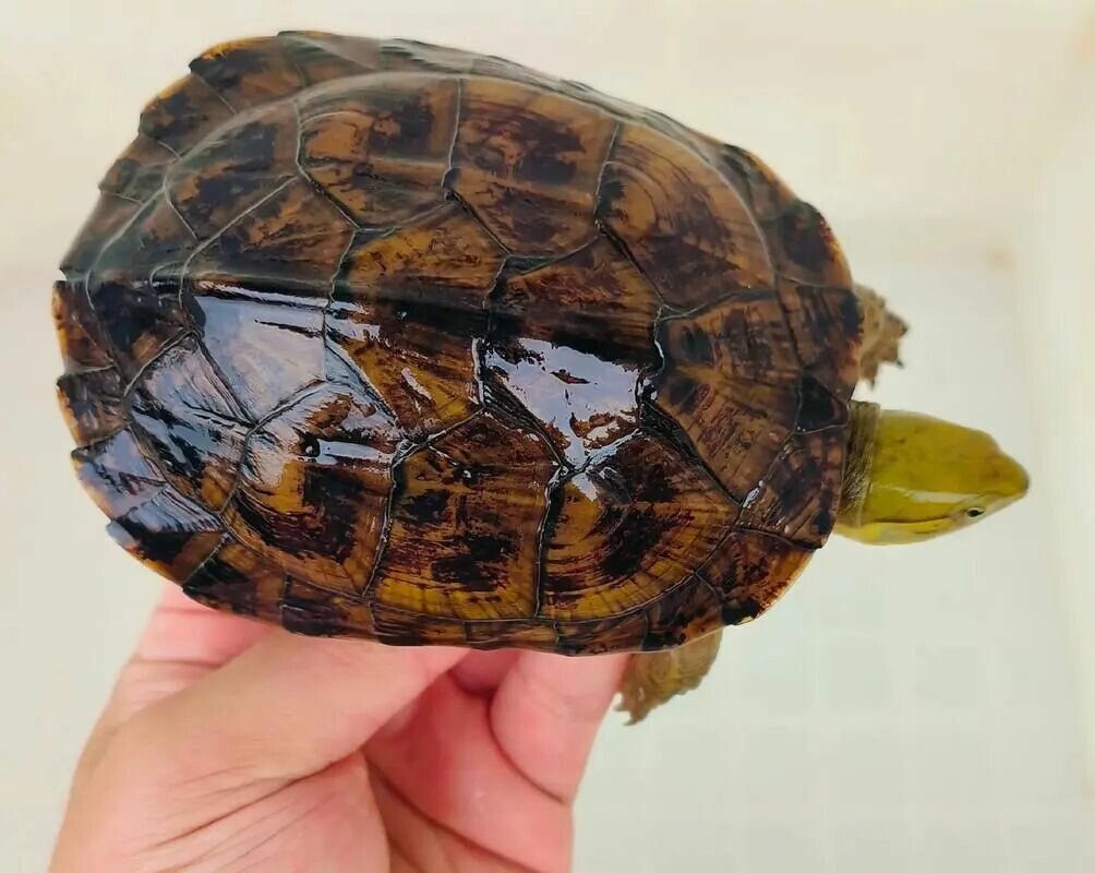 百科全书