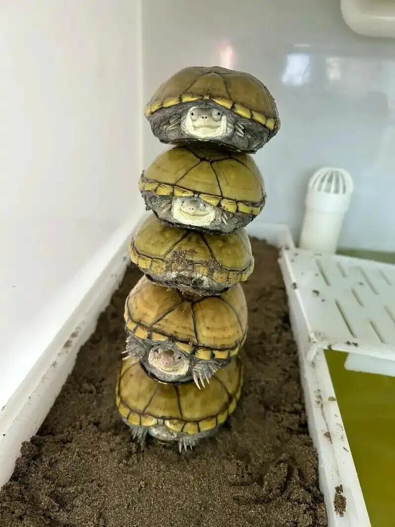 Autumn/Winter 2025 Mud & Musk Turtle Market Prices: Wholesale Starts at 70 Yuan, Narrow-bridged Sells for 2800!