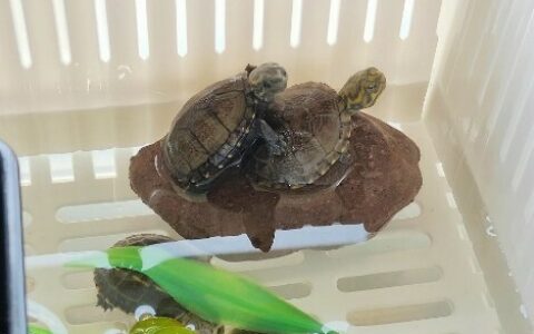 乌龟生病了怎么干养才正确？新手必看，告别误区与脱水