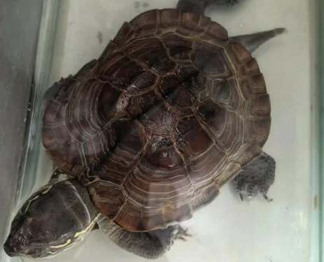 How to Correctly Dry-Dock a Sick Turtle? A Must-Read for Beginners to Avoid Misconceptions and Dehydration