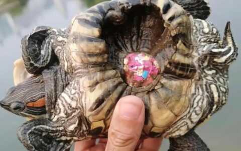 乌龟的 10 个冷知识，养龟新手你真不一定知道！