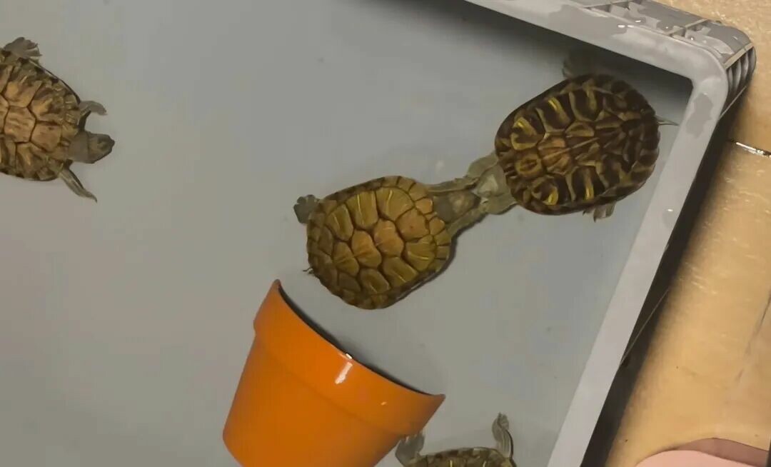 亀に関する 10 の豆知識、飼育初心者は意外と知らないかも!