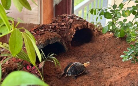 How Many Turtle Species Are There in China? Unveiling 8 Fun Facts About Native Turtles
