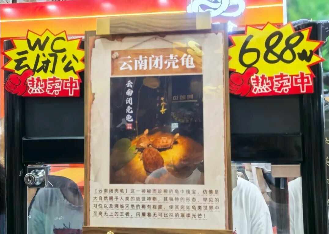 我国有多少种乌龟？揭秘本土龟 8 大冷知识