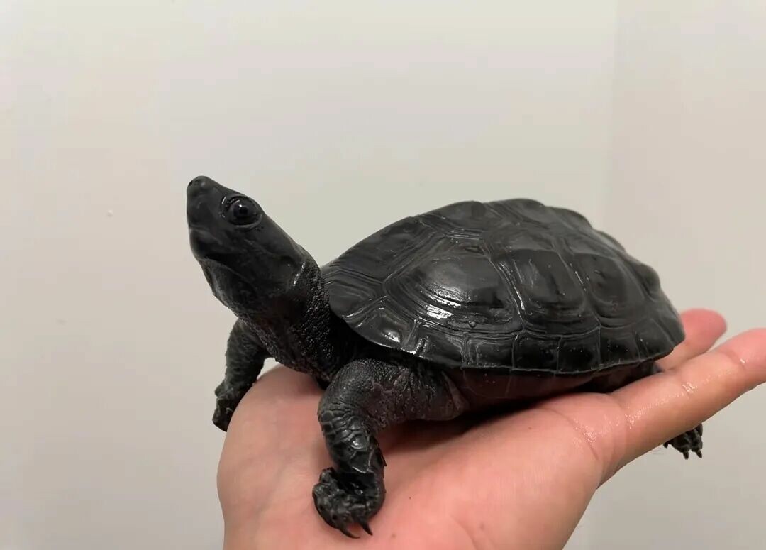 中国には何種類のカメがいるのか?中国固有のカメに関する 8 つの豆知識