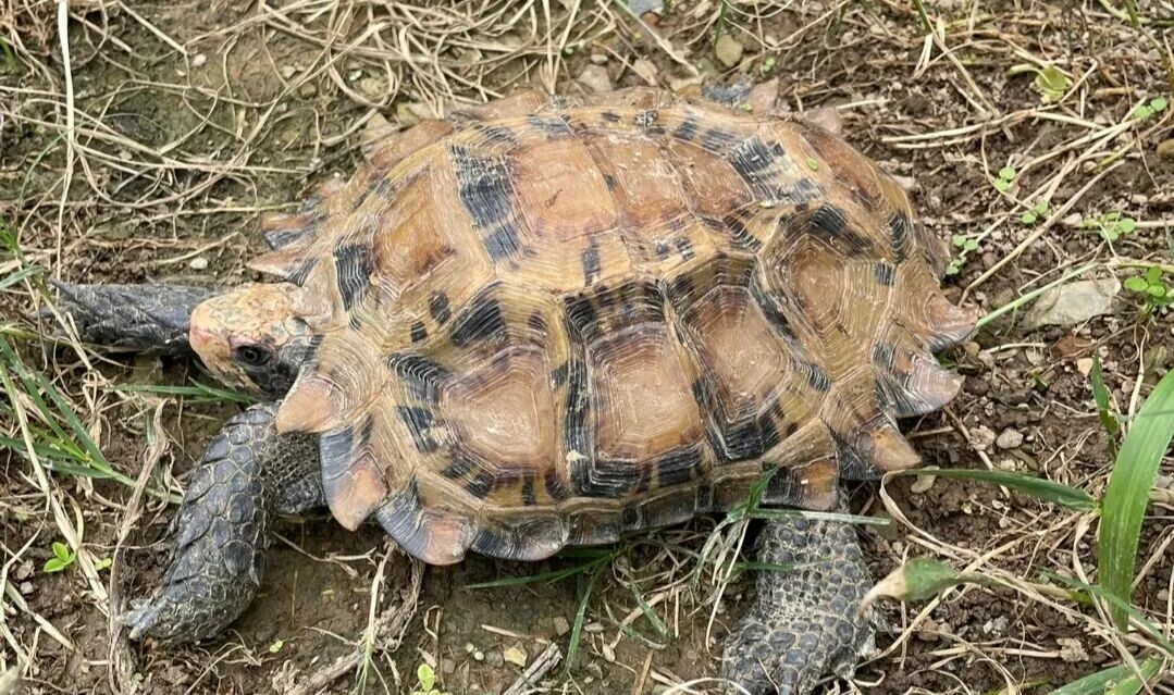 中国には何種類のカメがいるのか?中国固有のカメに関する 8 つの豆知識