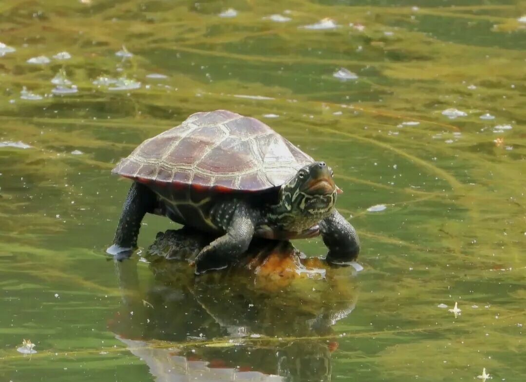 中国には何種類のカメがいるのか?中国固有のカメに関する 8 つの豆知識