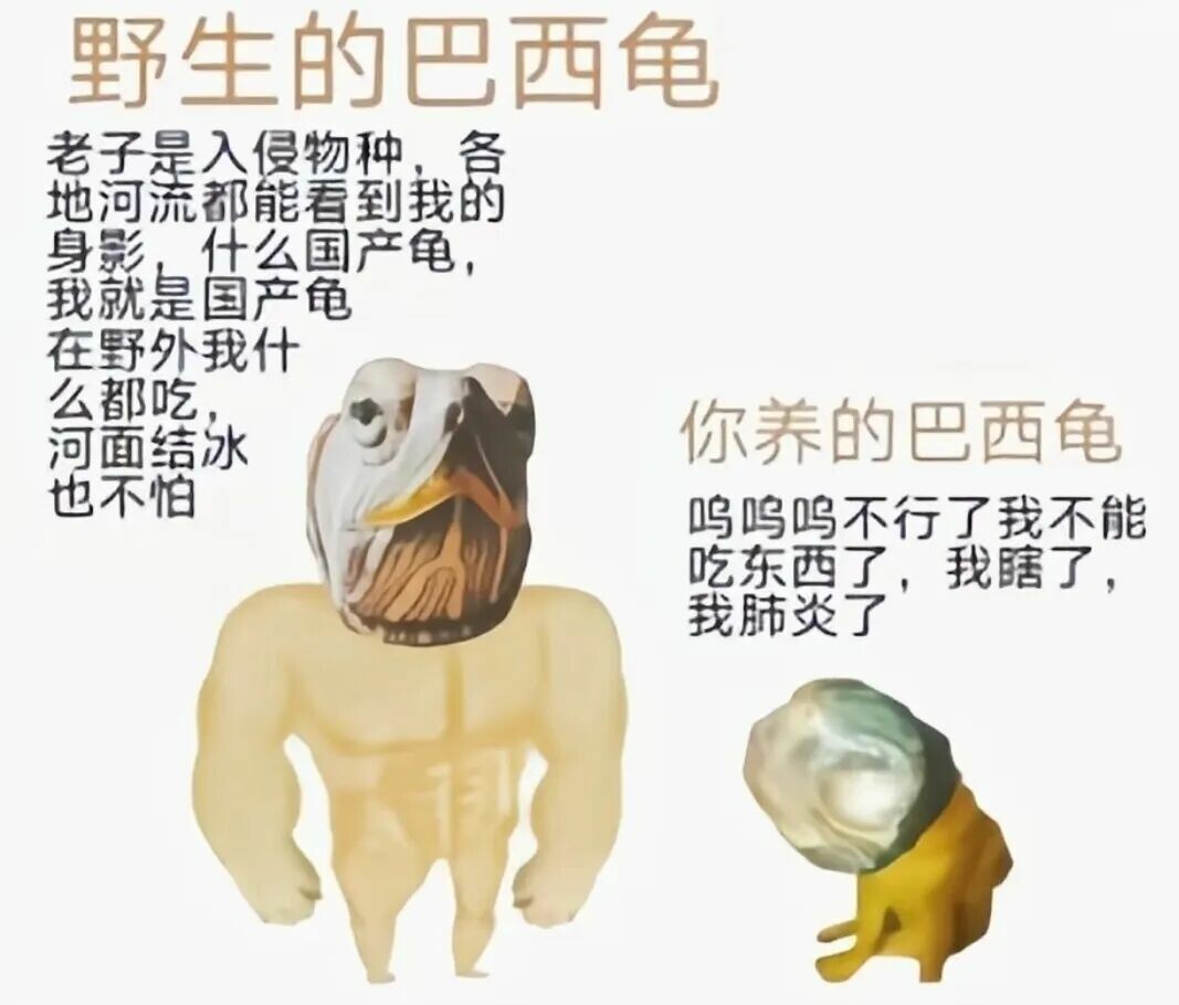 谁是野外分布最广的淡水龟?乌龟 8 大冷知识