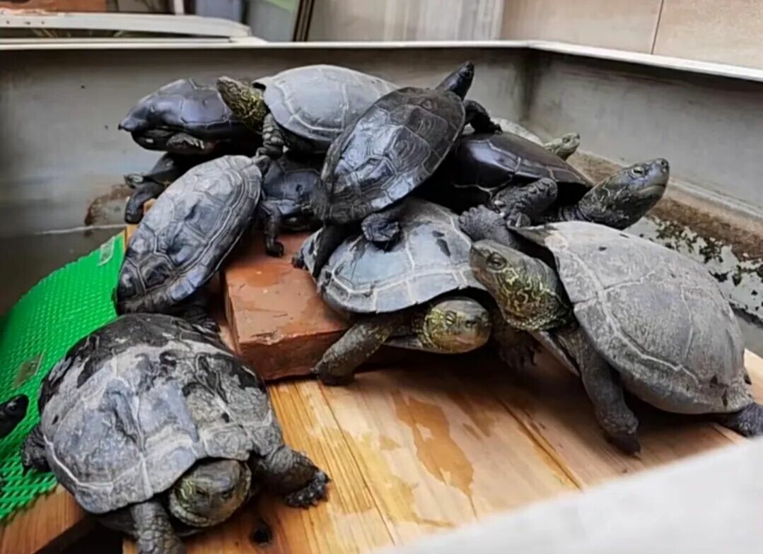 野生で最も広く分布する淡水ガメは?カメのトリビア 8 選