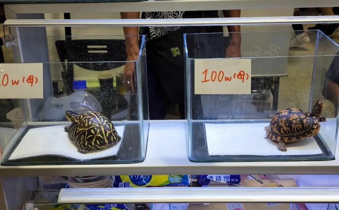 野生で最も広く分布する淡水ガメは?カメのトリビア 8 選